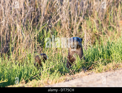 Mutter nordamerikanische Fischotter (Lontra Canadensis) in die Kamera schaut. Ein Baby (Kit) verbirgt sich in den Rasen. Stockfoto