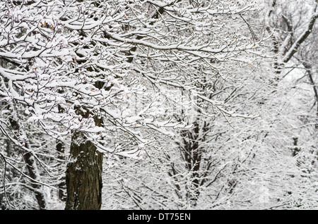 verschneite Äste und Baumstämme im winter Stockfoto