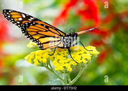 Nahaufnahme Makro ein Monarchfalter (Danaus Plexippus) sitzt auf einer gelben Blume. Stockfoto