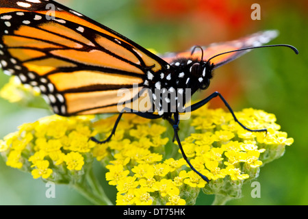 Nahaufnahme Makro ein Monarchfalter (Danaus Plexippus) sitzt auf einer gelben Blume. Stockfoto