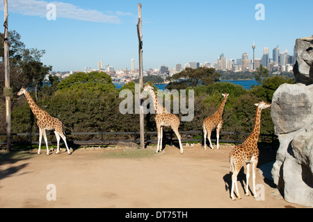 Die berühmten Giraffen im Taronga Zoo, mit im Hintergrund die Skyline von Sydney, Australien. Stockfoto