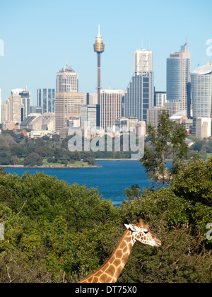 Eine Giraffe im Taronga Zoo in Sydney, Australien.  Die moderne Skyline von Sydney ist in der Ferne. Stockfoto