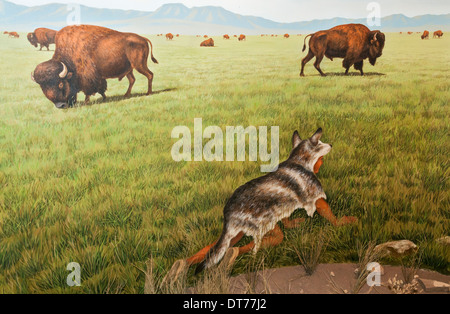 Montana, Ulm, erste Völker Buffalo Jump Staatspark, Visitor Center, Jagd diorama Stockfoto