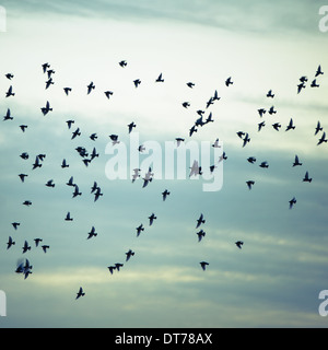 Eine Herde von Stare fliegen, stechen und Machenschaften in einem wolkigen Himmel in Seattle. Stockfoto