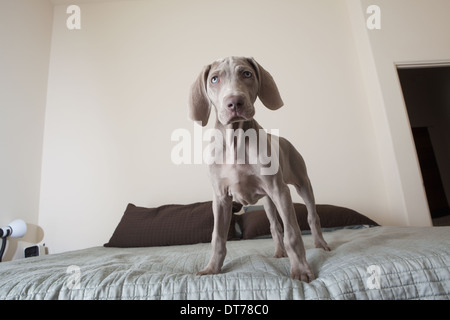 Ein Weimaraner Welpe Hund stehend auf einem Bett. Stockfoto