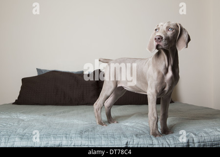 Ein Weimaraner Welpe, stehend auf einem Bett, schaut sich um. Stockfoto