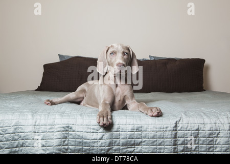 Ein Weimaraner Welpe sitzen Warnung auf einem Bett. Stockfoto