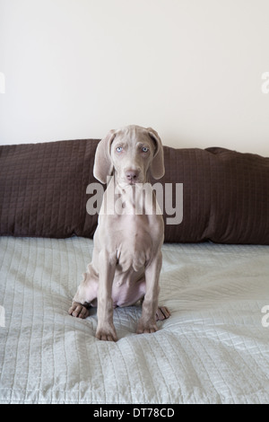 Ein Weimaraner Welpe sitzt auf einem Bett Stockfoto