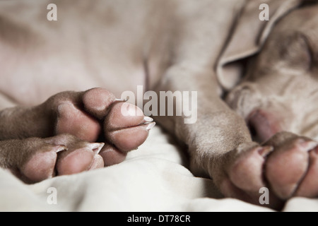 Ein Weimaraner Welpe schlafend auf einem Bett. Stockfoto