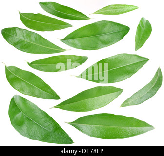 Sammlung von grünen Blättern isoliert auf weißem Hintergrund. Stockfoto