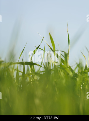 Eine Nahaufnahme eines Lebensmittels zu beschneiden, kultivierte Weizen wächst in einem Feld in der Nähe von Pullman, Washington, USA. Stockfoto