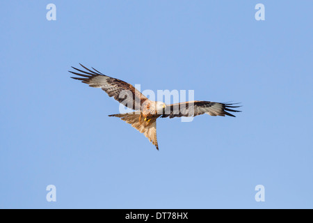Milvus Milvus Red Kite Roter Milan fliegenden Rotmilan Stockfoto