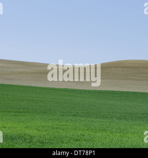 Üppige, grüne Hügellandschaft der landwirtschaftlichen Flächen in der Nähe von Pullman, Washington USA. Ein Feld von grünen reifen Weizen-Ernte-Pflanzen. Stockfoto