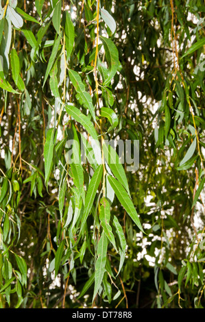 Nahaufnahme von Trauerweide-Baum-Blätter Stockfoto