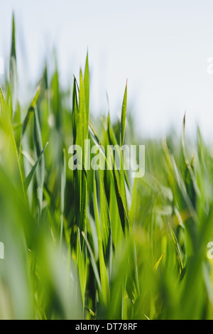 Food-Kultur, ein Feld von Weizen. Ergibt sich grün und Weizen wachsen Stiele und Ohren entwickeln. Ein Feld in der Nähe von Pullman, Washington, USA Stockfoto