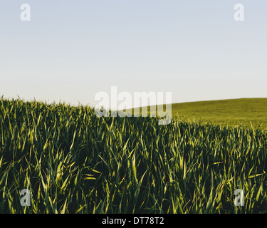 Üppigen, grünen Hügeln in einer Landschaft. Eine Ernte von Weizen wachsen und Reifen in der Nähe von Pullman im US-Bundesstaat Washington. Stockfoto