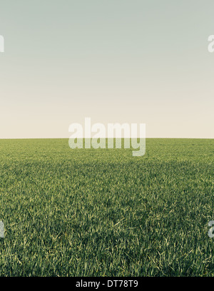 Üppige grüne Weizen-Getreide wächst in einem Feld. Acker Ackerland in der Nähe von Pullman im US-Bundesstaat Washington. Stockfoto