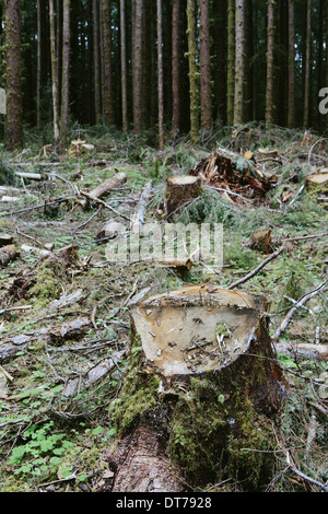 Vor kurzem angemeldet Sitka-Fichte und Western Hemlock Protokolle, Olympische NF Stockfoto