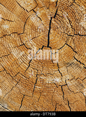 Nahaufnahme eines Querschnitts von Ponderosa Pine Baum, Jahrringe sichtbar, in der Nähe von Blewett Pass Stockfoto