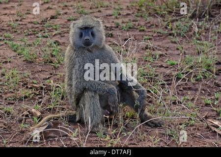 Olive Baboon (Papio Anubis), Männchen auf dem Boden sitzend Stockfoto