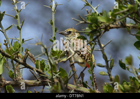 D'Arnauds Barbet (Trachyphonus Darnaudii SSP. Usambiro) thront auf einem Baum Stockfoto