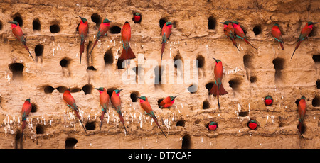 Südlichen Carmine Bienenfresser South Luangwa Nationalpark Sambia Merops Nubicoides South Luangwa Nationalpark Sambia Stockfoto