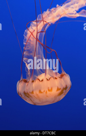 Meer Brennnessel Quallen Chrysaora Fuscescens Abstammungsverhältnisse in einem Wassertank unter Wasser mit langen Tentakeln Mont Kalifornien USA USA Stockfoto