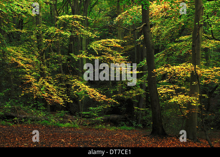 Ein Blick auf Burnham Beeches im Herbst UK Stockfoto