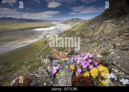 Hardy arktische Wildblumen niedrig wachsenden Arctic National Wildlife Refuge Brooks Range Alaska USA Stockfoto
