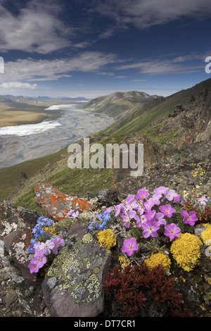 Hardy arktische Wildblumen niedrig wachsenden Arctic National Wildlife Refuge Brooks Range Alaska USA Stockfoto