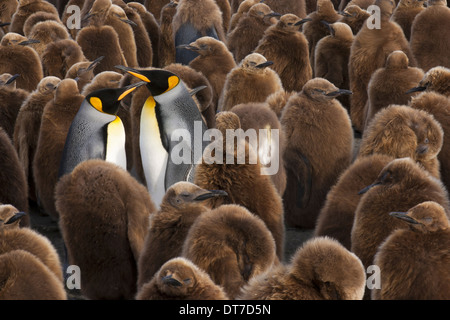 Kolonie König Pinguin Küken Küken stehen in großen Gruppen mit Erwachsenen unter Ihnen South Georgia Island Falkland-Inseln Stockfoto
