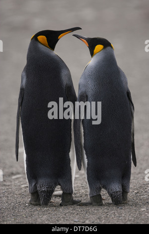 Zwei Erwachsene Königspinguine stehend nebeneinander Schnabel zu Schnabel auf South Georgia Island South Georgia Island Falkland-Inseln Stockfoto