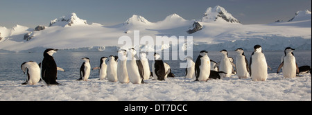Kinnriemen Pinguine auf Half Moon-Insel in der Süd-Shetland-Inseln der Antarktis Half Moon Island Süd-Shetlandinseln Stockfoto