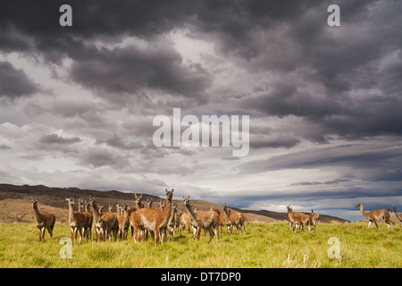 Guanakos Lama Guanicoe Beweidung Torres del Paine Nationalpark-Chile Stockfoto