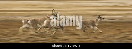 Vier Rentier Rangifer Tarandus Platyrhynchus mit Geweih im Galopp entlang einen Migrationspfad Svalbard Norwegen Stockfoto