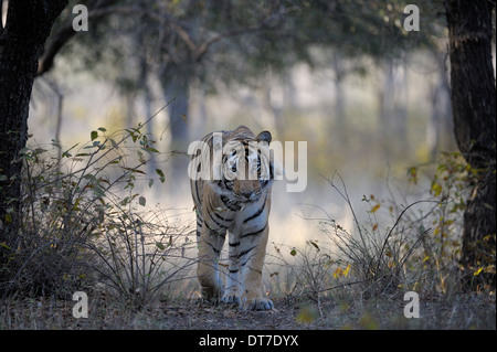 Bengal-Tiger (Panthera Tigris Tigris) Wandern im Trockenwald, Ranthambhore National Park, Rajasthan, Indien. Stockfoto