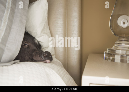 Ein Mini-Pot bellied Schwein liegend unter der Decke des Bettes Austin Texas USA Stockfoto