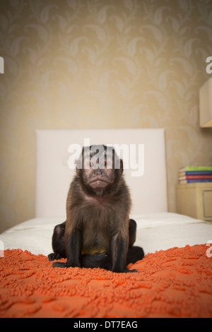 Eine Kapuziner Affe sitzt auf einem Bett in einem Schlafzimmer ein orange Tagesdecke Austin Texas USA Stockfoto