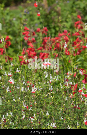 Salvia Hot Lips Stockfoto