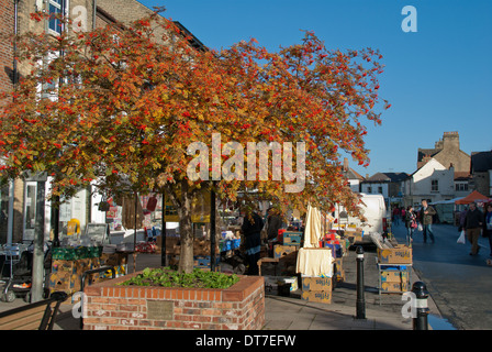 Rowan Tree auf dem Marktplatz Pocklington. Stockfoto