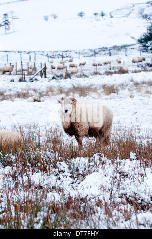 Mynydd Epynt Hochland, Powys, Wales, UK. 11. Februar 2014. Eine Ram steht umgeben von Schnee, nachdem starker Wind und Regen nach einem Schneesturm am frühen Morgen in Mid Wales gedreht.  Bildnachweis: Graham M. Lawrence/Alamy Live-Nachrichten. Stockfoto