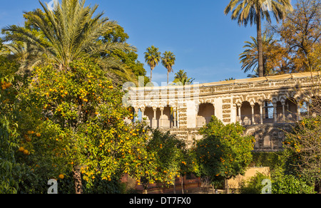 ALCAZAR VON SEVILLA SPANIEN DIE GARTEN MIT ORANGENBÄUMEN MIT FRÜCHTEN GELADEN IM DEZEMBER Stockfoto