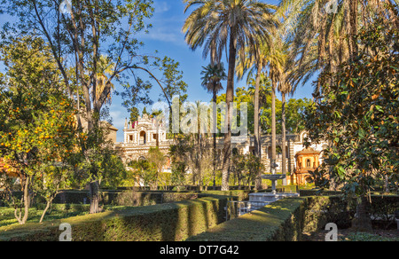 ALCAZAR VON SEVILLA SPANIEN DIE GÄRTEN MIT PALMEN UND ORANGEN AUF BÄUME IM DEZEMBER Stockfoto