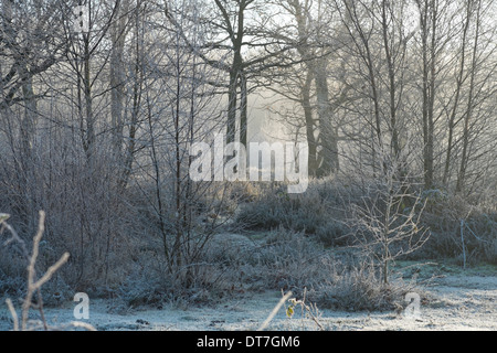 Frost auf Bäumen an einem kalten Morgen im Sutton Park, Sutton Coldfield, England Stockfoto