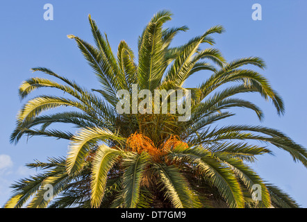DATTELPALME [Phoenix Dactylifera] mit Reifung Termine Stockfoto