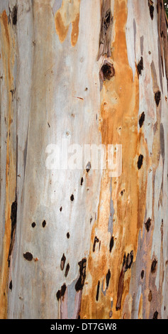 DIE FARBEN DER RINDE AM MAIN STAMM EUKALYPTUSBAUM [MYRTACEAE] Stockfoto