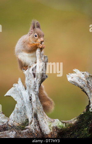 Eichhörnchen (Sciurus Vulgaris) Fütterung auf ein Holzscheit mit Winter Ohr Tufts. Highlands, Schottland, UK Stockfoto