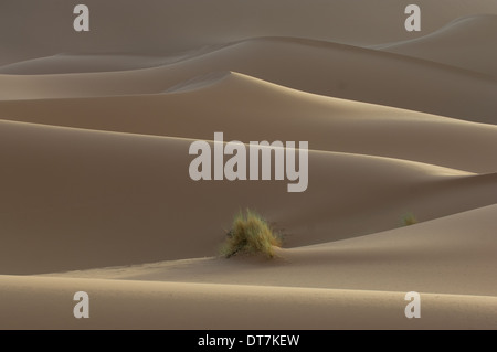 Büschel von Vegetation wachsen inmitten von Sanddünen der Sahara am Erg Chebbi, Merzouga, Marokko Stockfoto