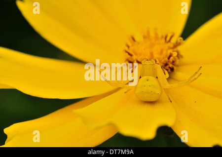 gut getarnt gelbe Krabbenspinne auf gelben Blume Stockfoto