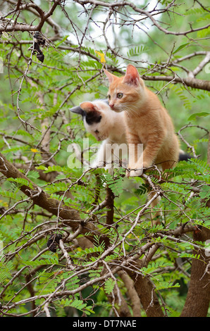 zwei Kätzchen auf junge Tamarrin Baum Stockfoto